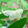 Large lace-border moth