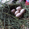 Possible Duck Eggs