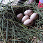 Possible Duck Eggs
