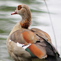 Egyptian Goose