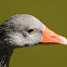 Greylag goose