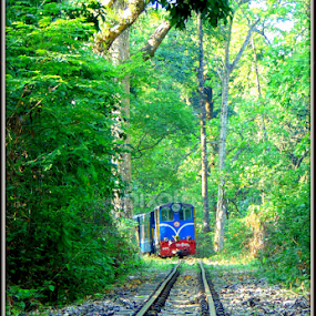 Toy Train in th Jungle by Subhadeep Das - Transportation Railway Tracks