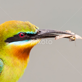 Blue-tailed Bee-eater  by Sahad Siddique - Animals Birds