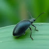 darkling beetle