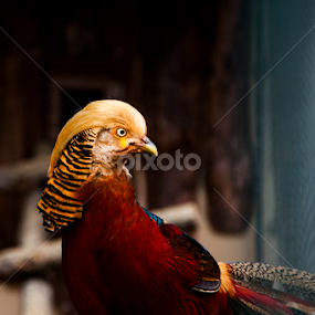 Golden Pheasant - Altın Sülün by Ahmet AYDIN - Animals Other