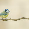 Blue Tit