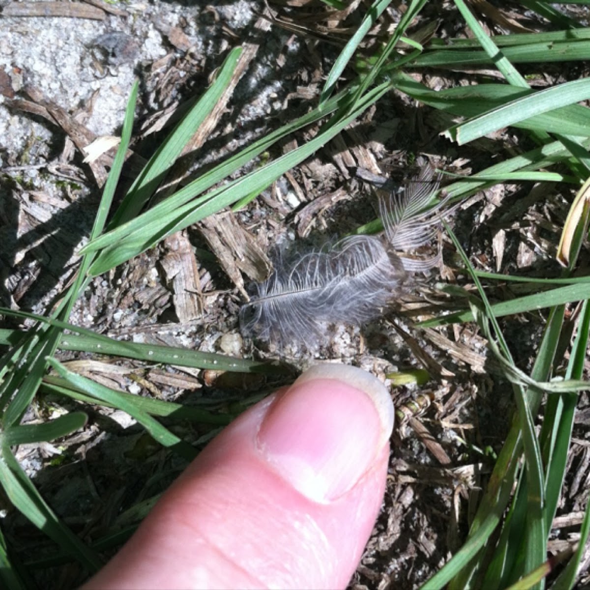 Feather in grass