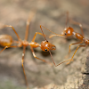 Weaver Ant