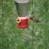 female selaphorus hummingbird