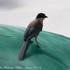 Iberian Azure-winged Magpie; Rabilargo