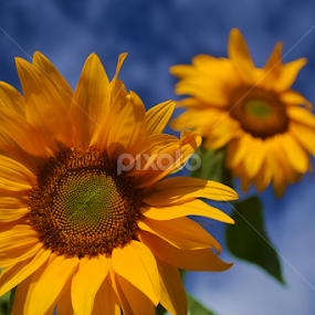 ESPERANZA DE IFRED by Yako Laverde - Nature Up Close Gardens & Produce