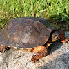 North American wood turtle