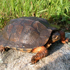 North American wood turtle