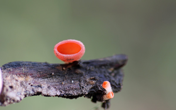 Scarlet Cup Mushroom
