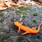 salamander- red spotted newt