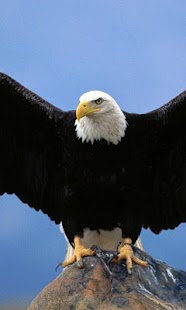 Eagle Live Wallpaper Screenshots 5