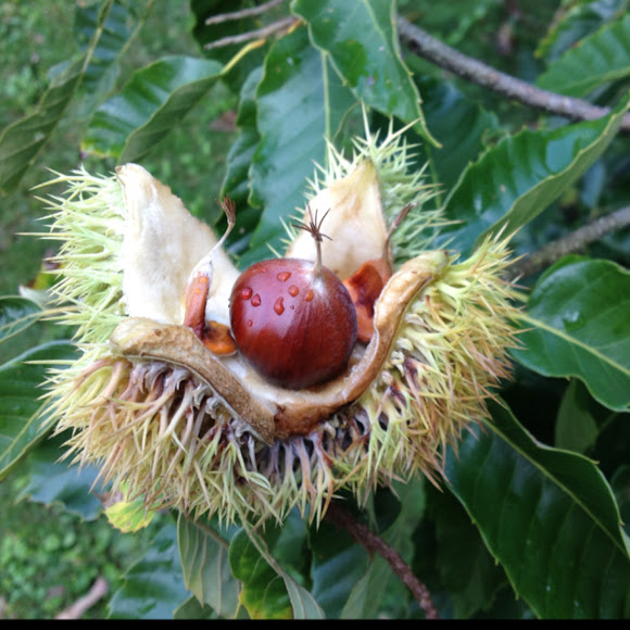 American Chestnut Project Noah