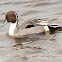 Northern pintail duck