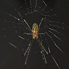 Roughened Silver Orb Spider