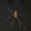 Roughened Silver Orb Spider