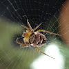 Zilia Orb Web Spider