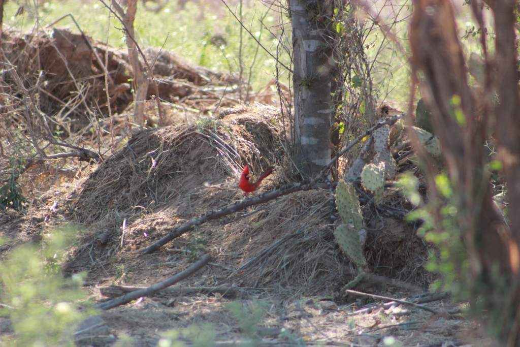 Cardenal