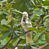 Tanimbar Corella