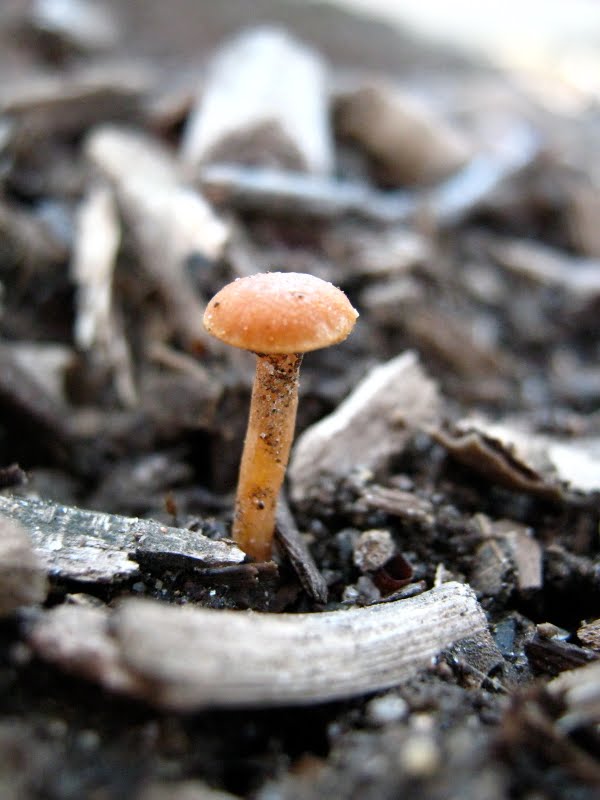 Mystery mushroom