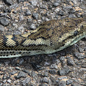 Carpet Snake