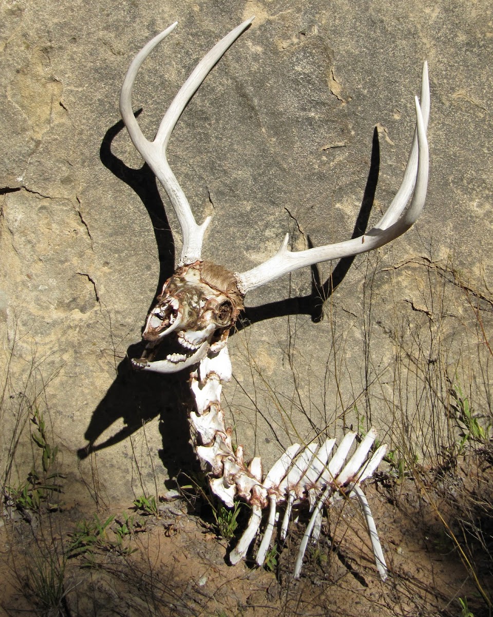 mule deer remains