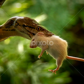 by Lim Darmawan - Animals Reptiles