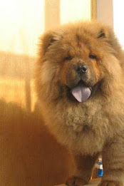 Chow Chow Puzzle poster 3