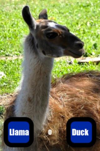 Llama Or Duck