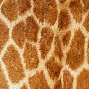 Giraffe Keyboard Skin