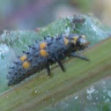Convergent ladybeetle (Larva stage)