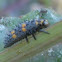 Convergent ladybeetle (Larva stage)