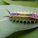 Four Spotted Cup Moth Caterpillar