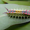 Four Spotted Cup Moth Caterpillar