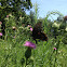 Spicebush Swallowtail Butterfly