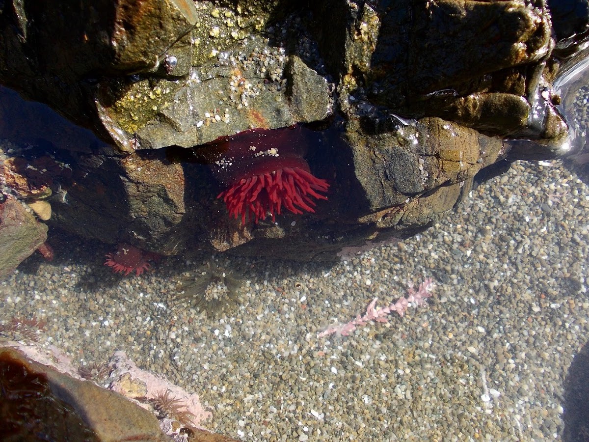 Red sea anemone