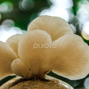 My Family_II by Shadat Hossain - Nature Up Close Mushrooms & Fungi