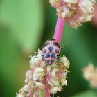 Pink-spotted ladybug