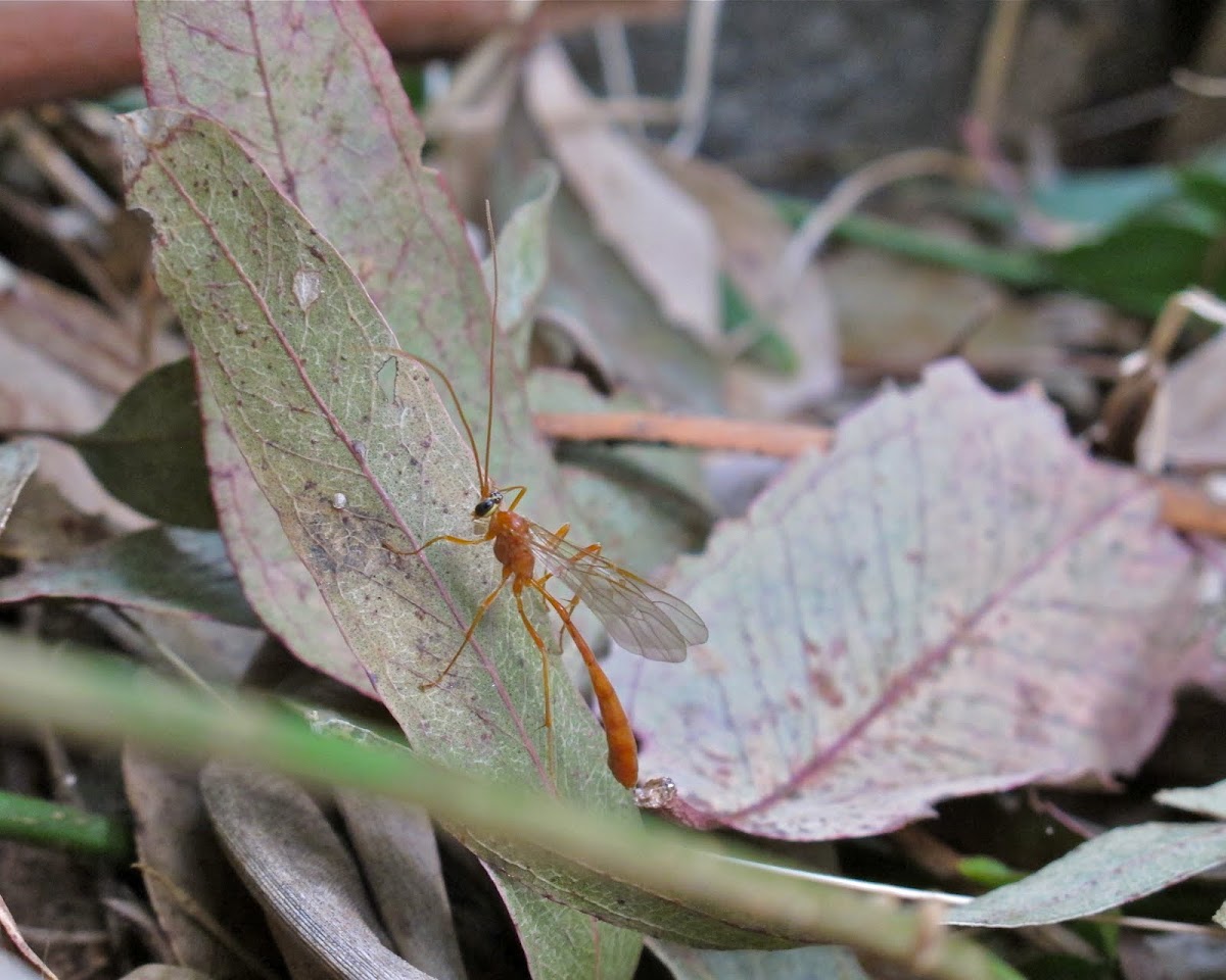 Ichneumon Wasp