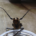 Escarabajo cara plana de cuernos largos
