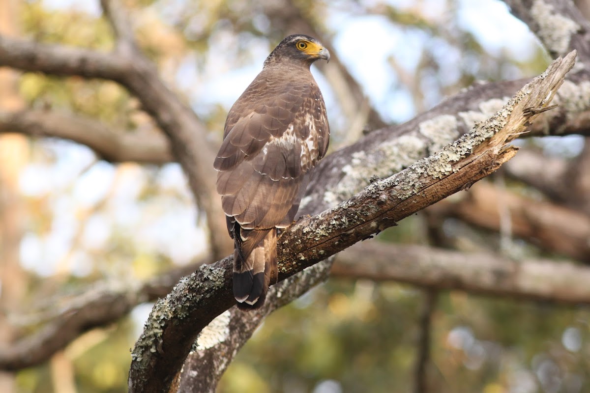 crested serpent eagle