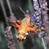 African hummingbird moth