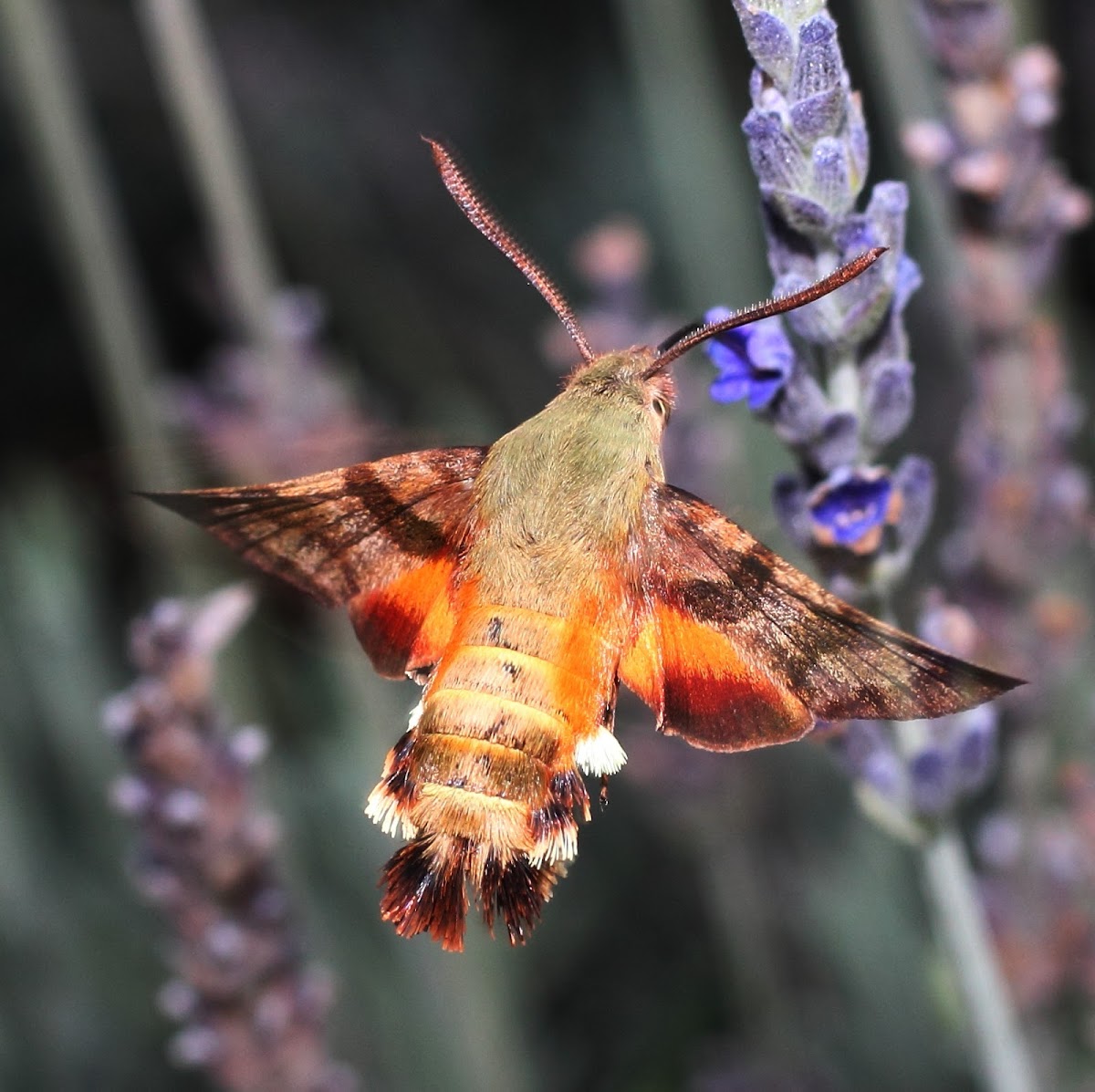 African hummingbird moth