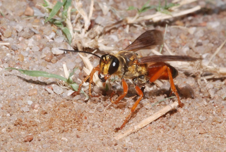 Great golden digger wasp (female excavating a nest)