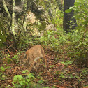 Gato montés, Bobcat