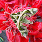 oleander hawk moth